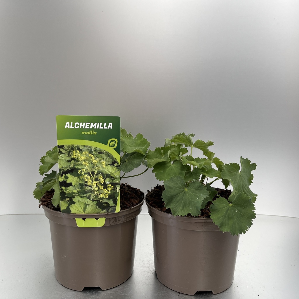 Weekaanbod foto 1