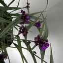 Weekaanbod foto 2