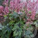 Heucherella 'Tapestry'®