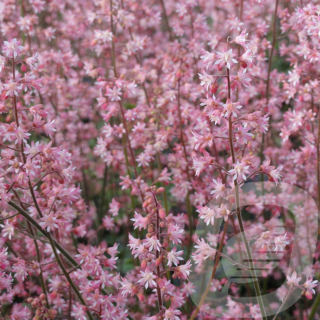 Heucherella 'Tapestry'®