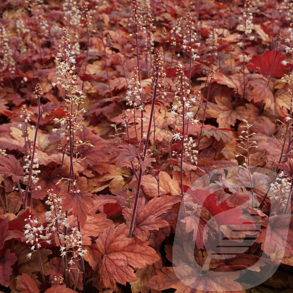 Heucherella 'Sweet Tea'®