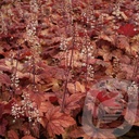 Heucherella 'Sweet Tea'®