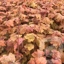 Heucherella 'Sweet Tea'®