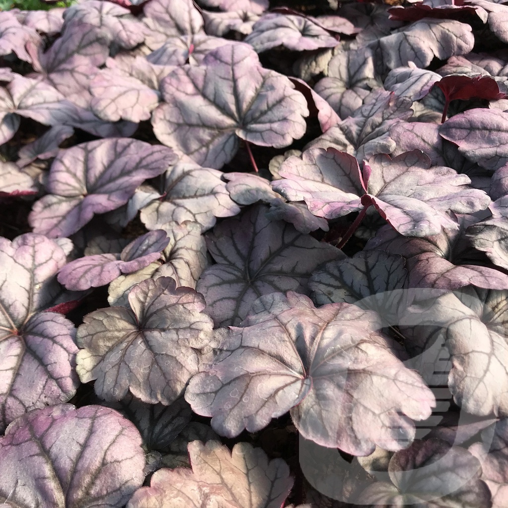 Heuchera 'Sugar Plum' ®