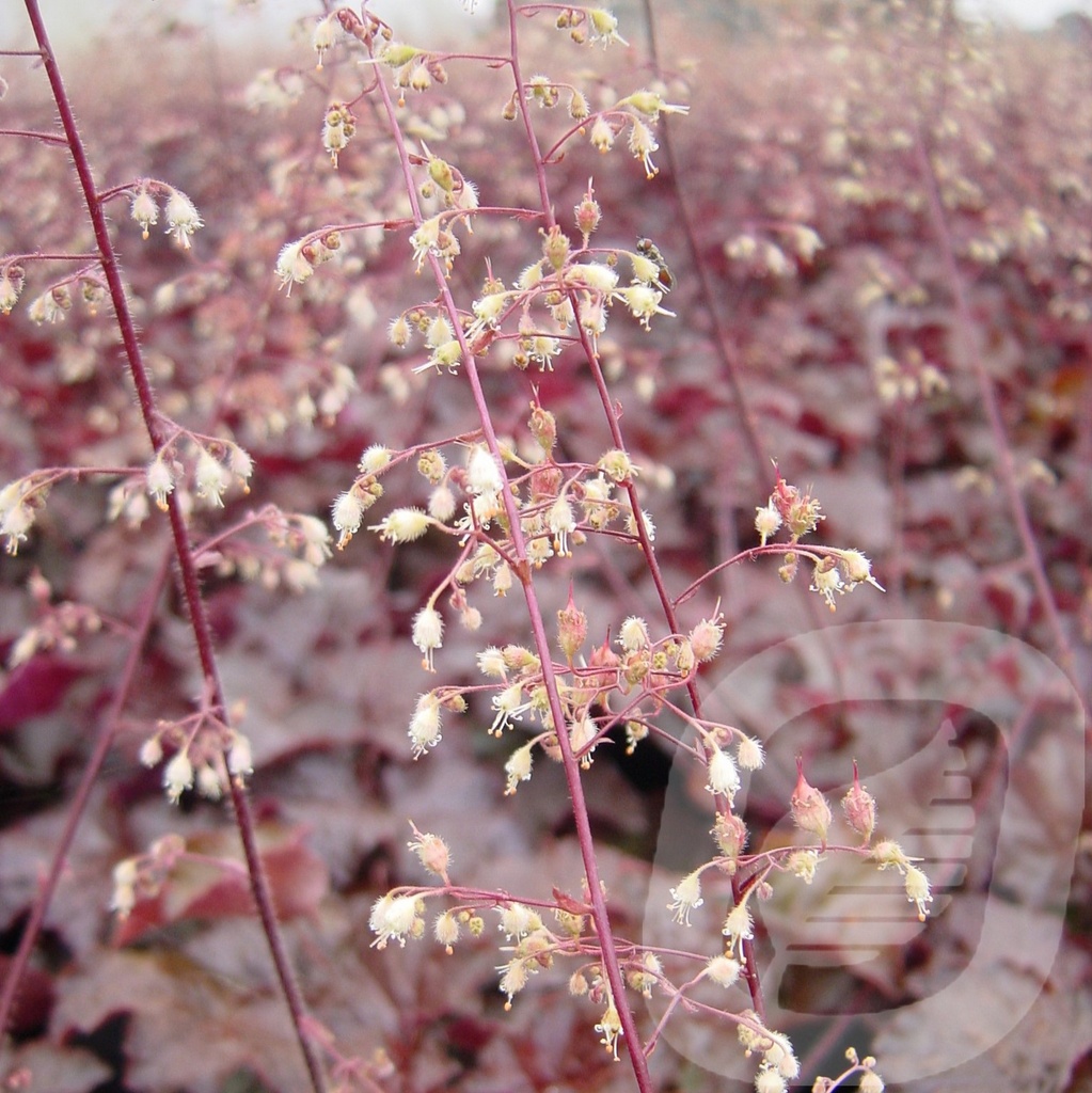 Heuchera micr. 'Palace Purple'