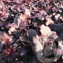 Heuchera 'Obsidian'®