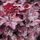 Heuchera 'Mulberry'®