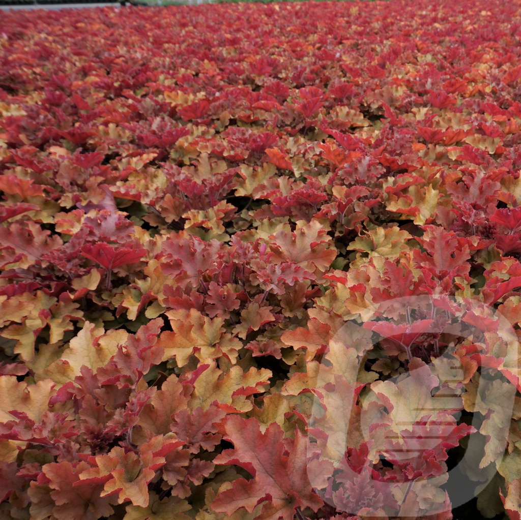 Heuchera 'Marmalade'®