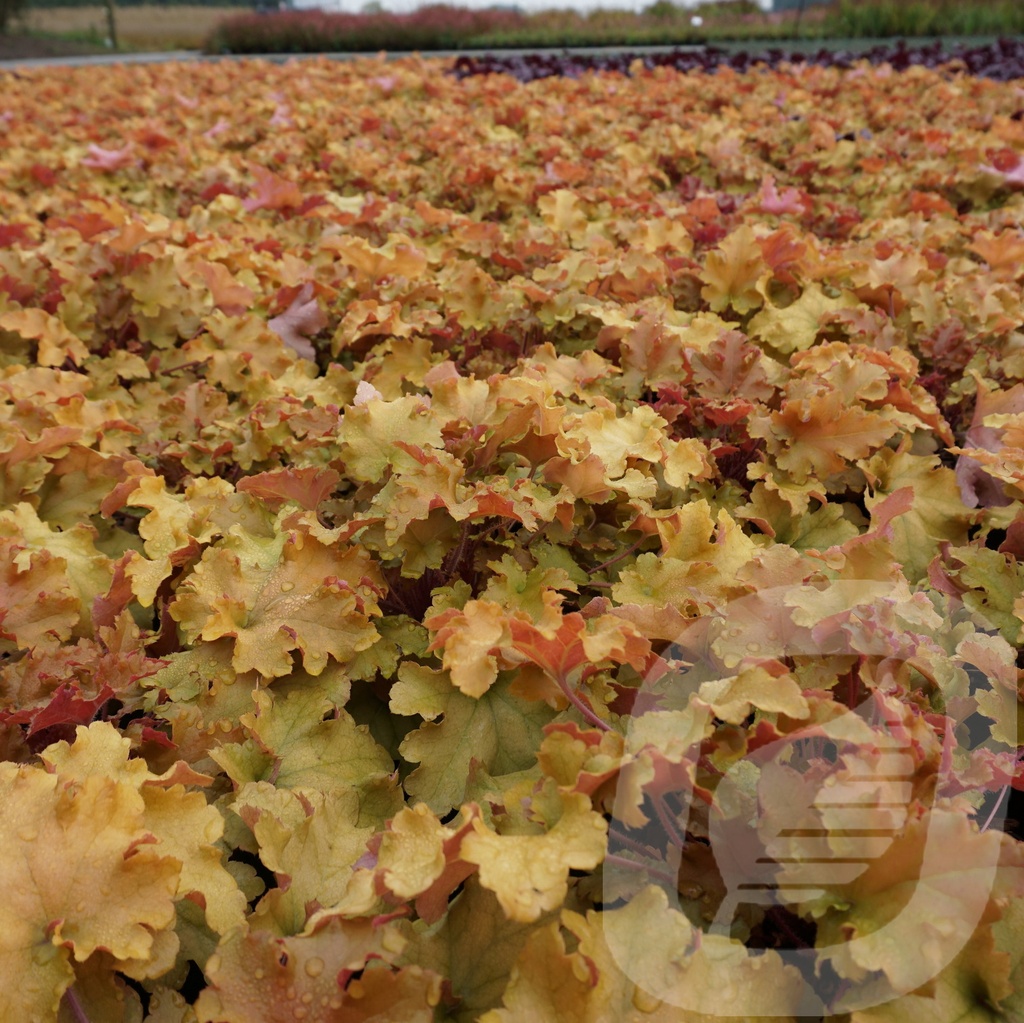 Heuchera 'Marmalade'®