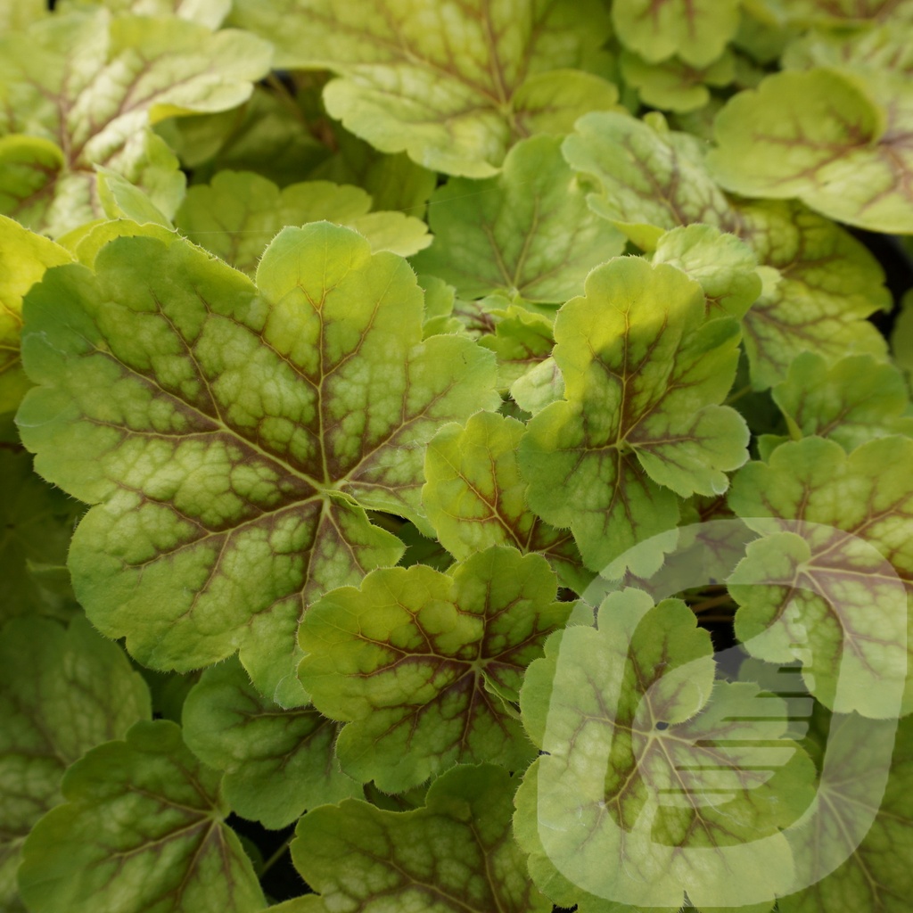 Heuchera 'Happy Easter'®