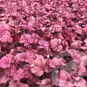 Heuchera 'Georgia Plum'®