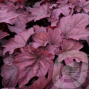 Heuchera 'Georgia Plum'®