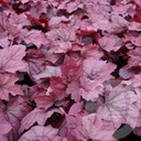 Heuchera 'Georgia Plum'®