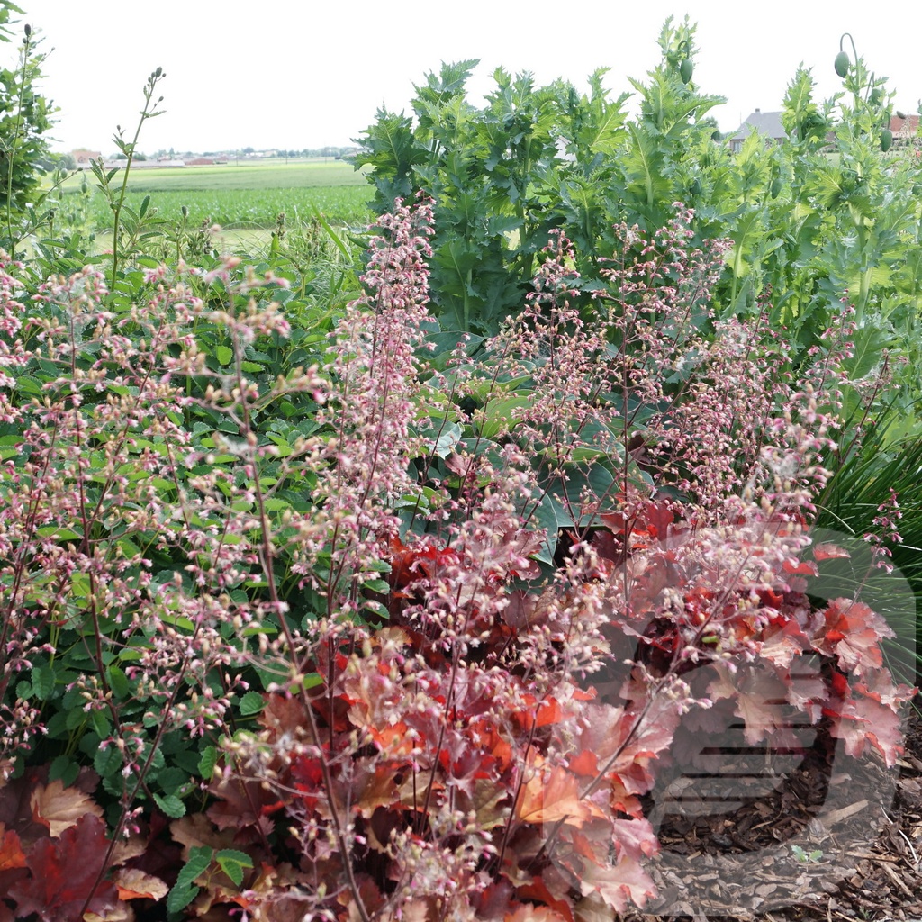 Heuchera 'Cranberry'®