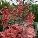 Heuchera 'Cherry Cola'®