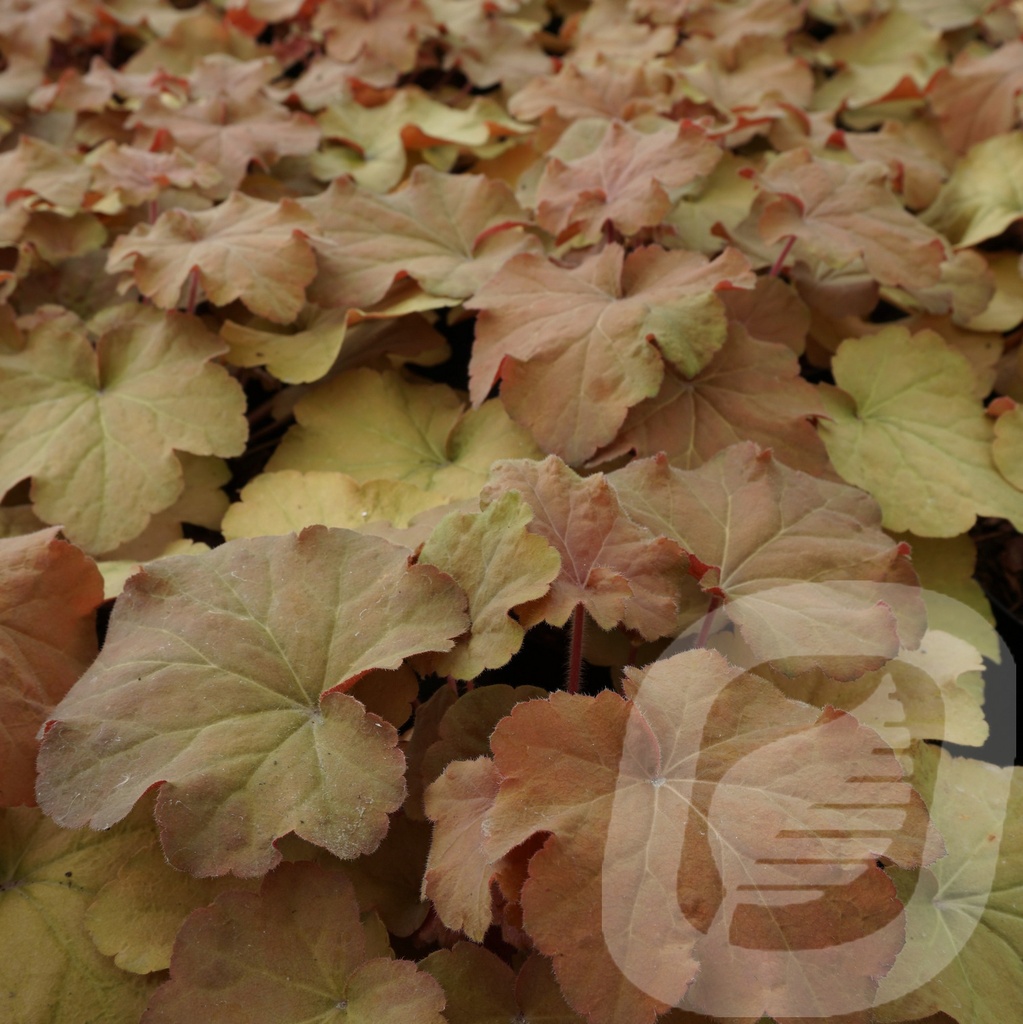 Heuchera 'Caramel' ®