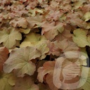 Heuchera 'Caramel' ®