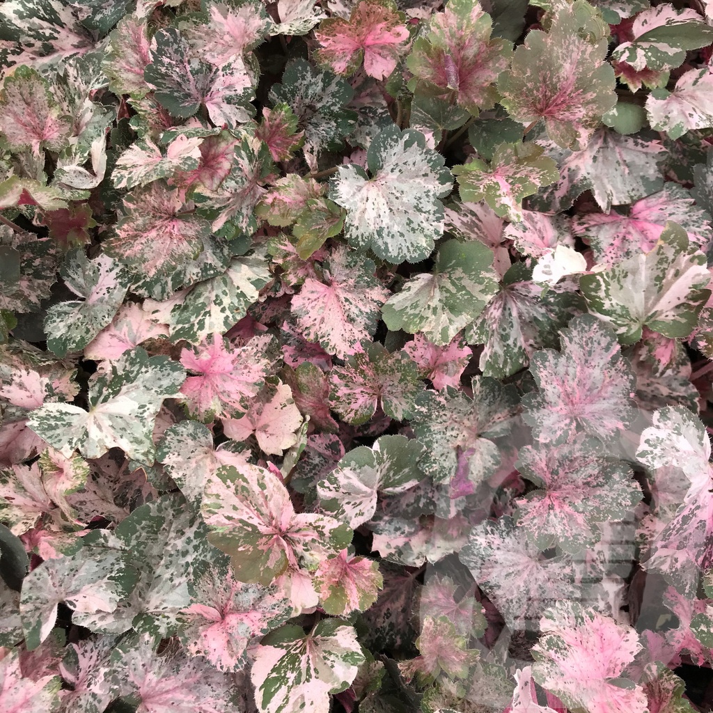 Heuchera 'Pinky Panky'®