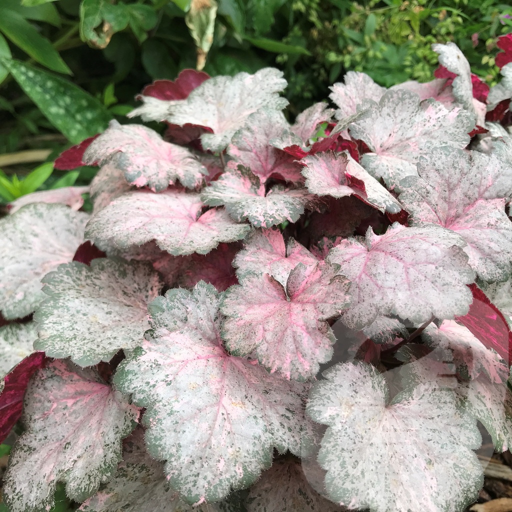 Heuchera 'Pinky Panky'®