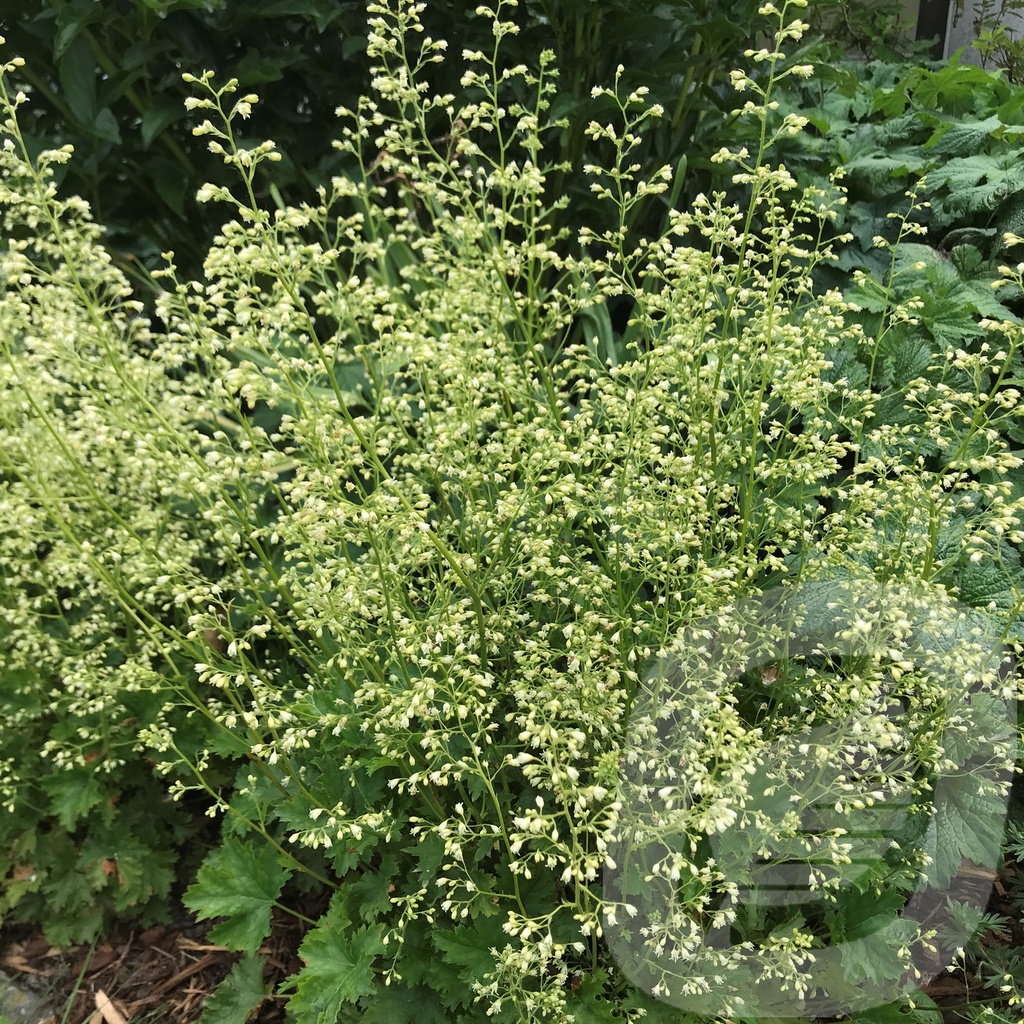 Heuchera 'Apple Crisp'®