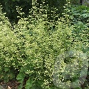 Heuchera 'Apple Crisp'®