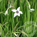 Gladiolus 'Acidenthera'