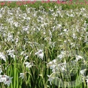Gladiolus 'Acidenthera'