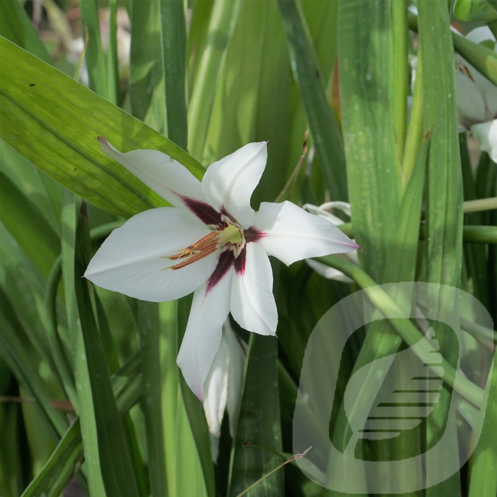 Gladiolus 'Acidenthera'