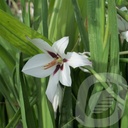 Gladiolus 'Acidenthera'