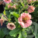 Geum 'Pretticoats Peach'®