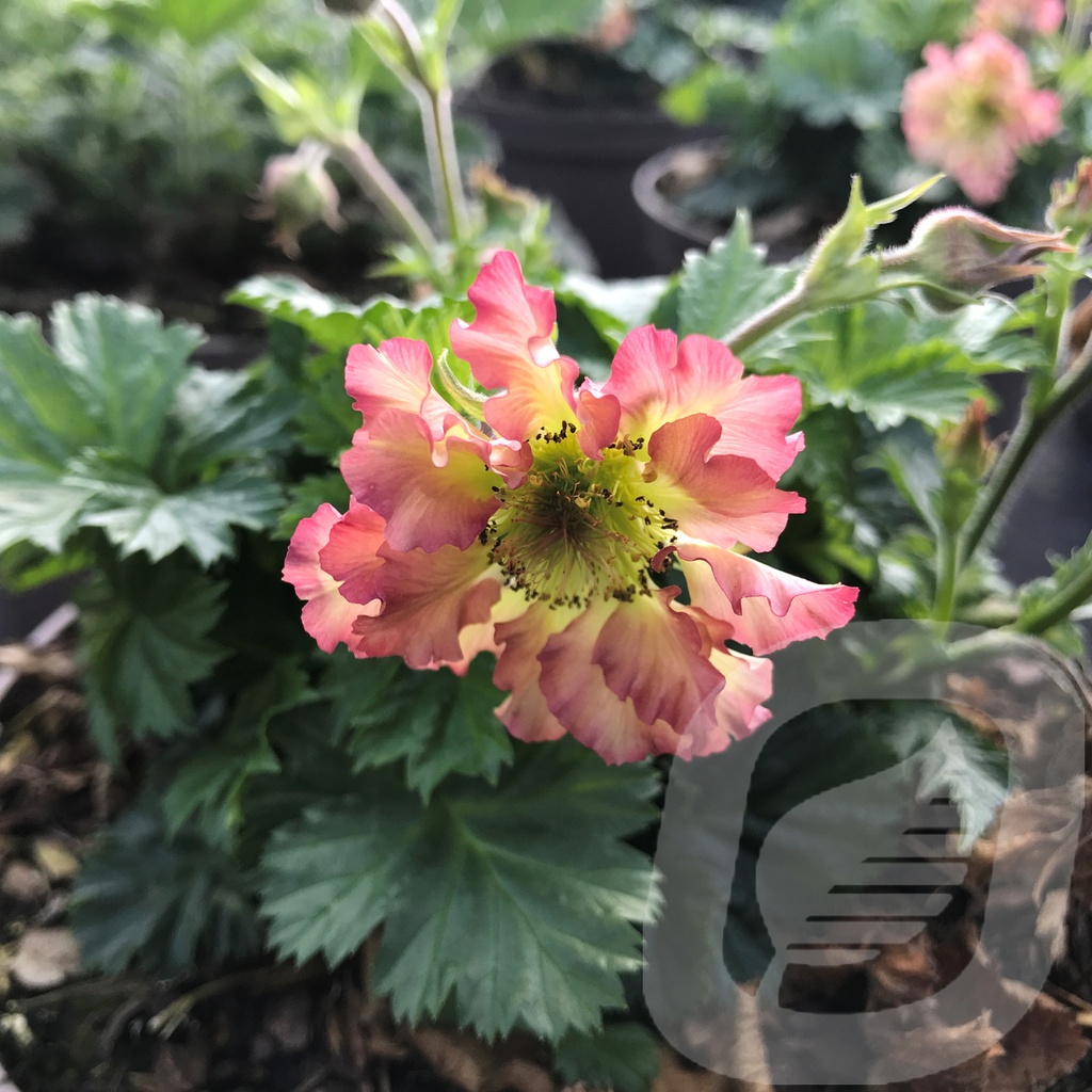 Geum 'Pretticoats Peach'®