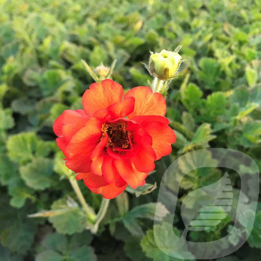 Geum 'Fiery Tempest'®