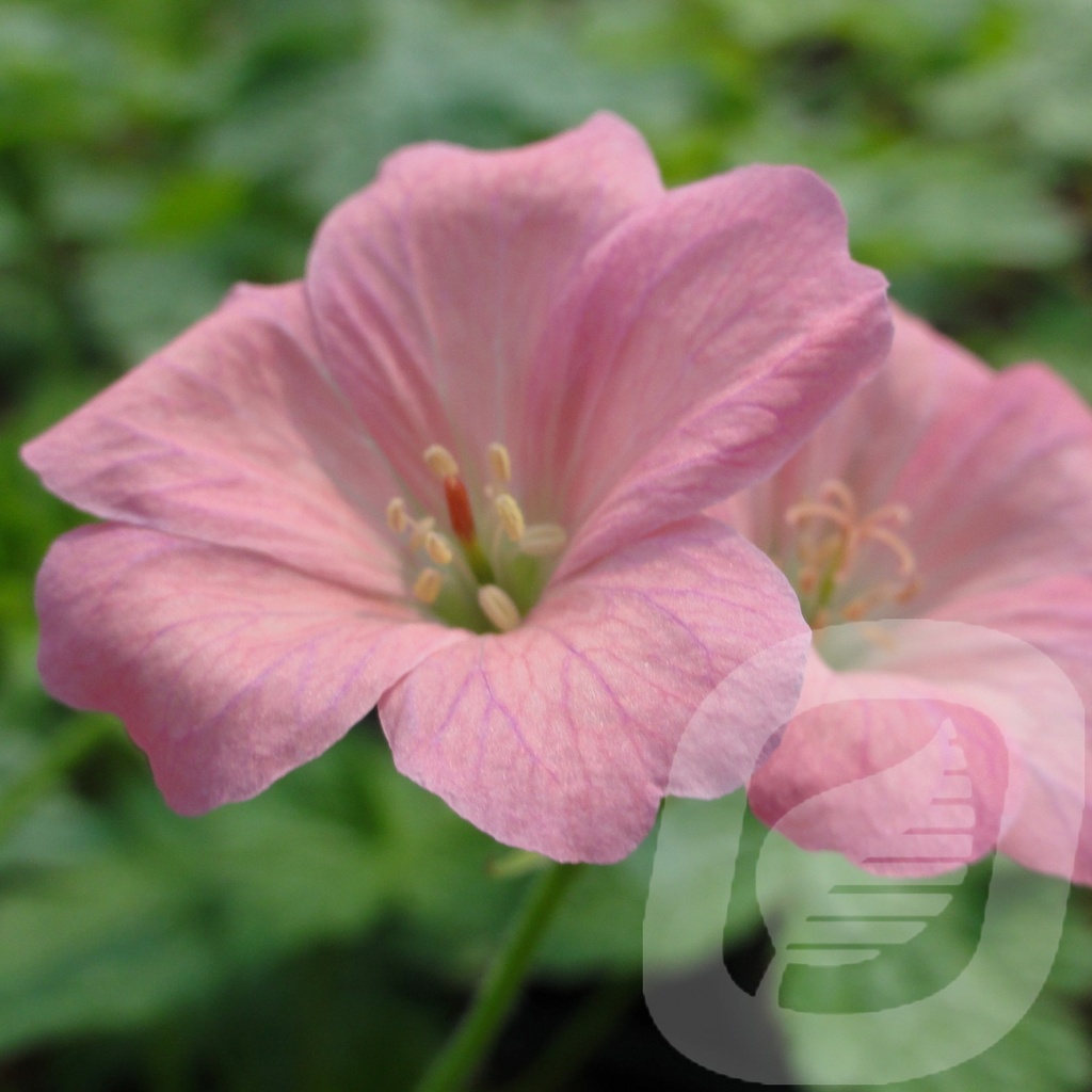 Geranium endr. 'Wargrave Pink'