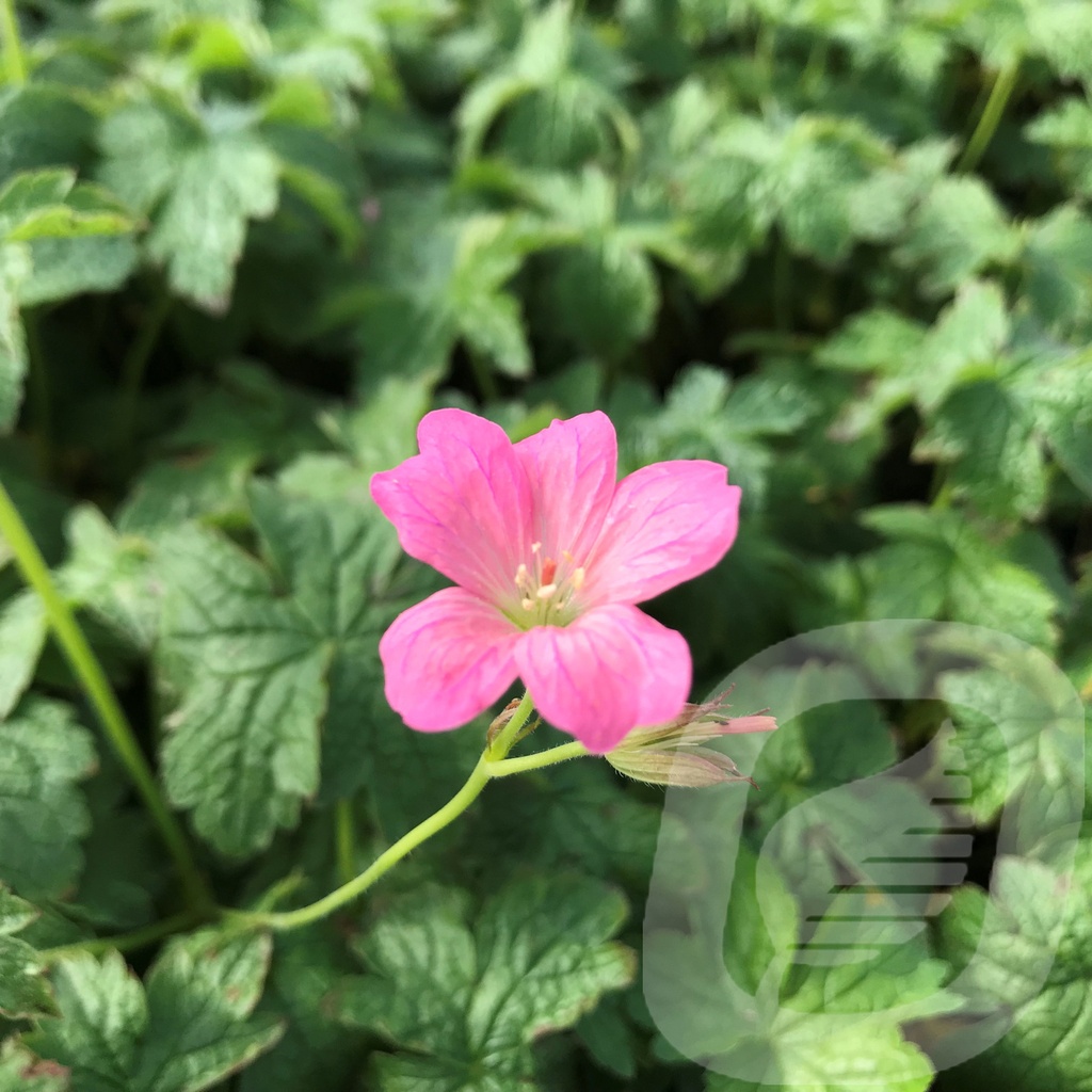 Geranium endr. 'Wargrave Pink'