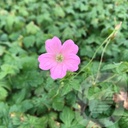 Geranium endr. 'Wargrave Pink'