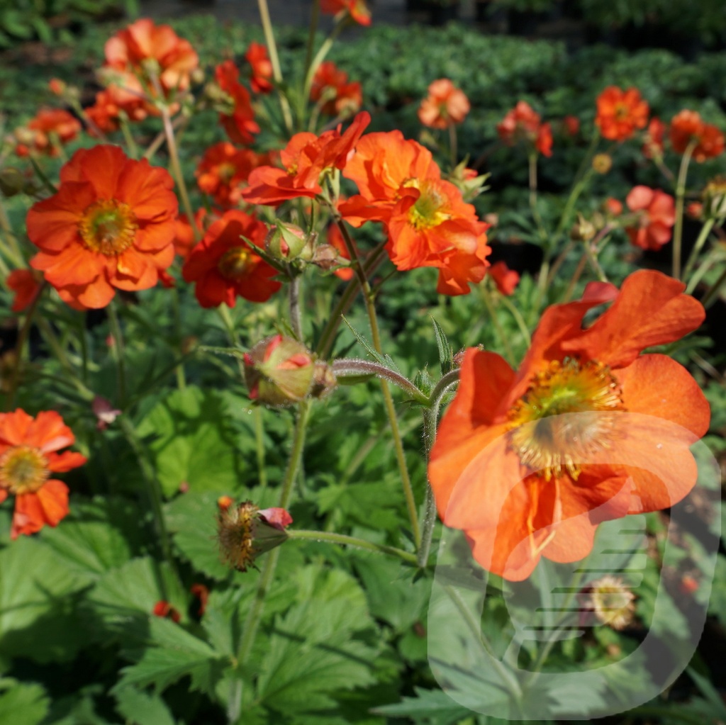 Geum 'Scarlet Tempest'®