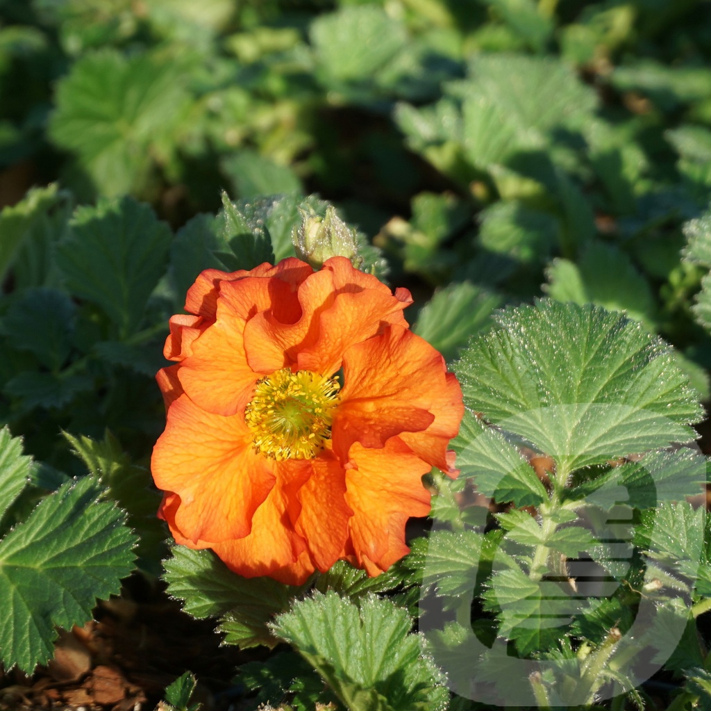 Geum 'Scarlet Tempest'®