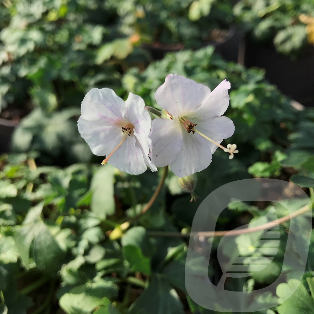 Geranium cant. 'Saint Ola'