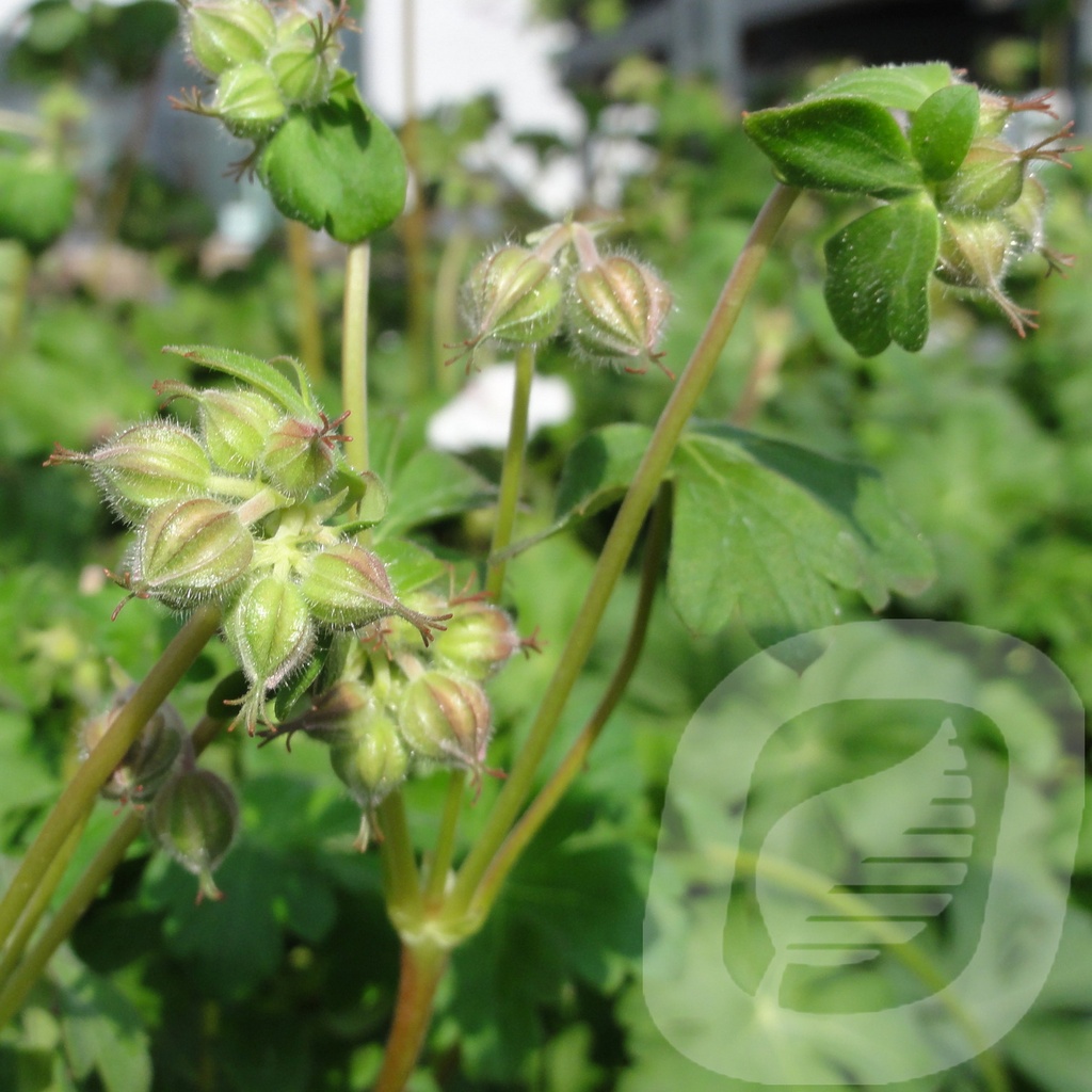 Geranium cant. 'Saint Ola'