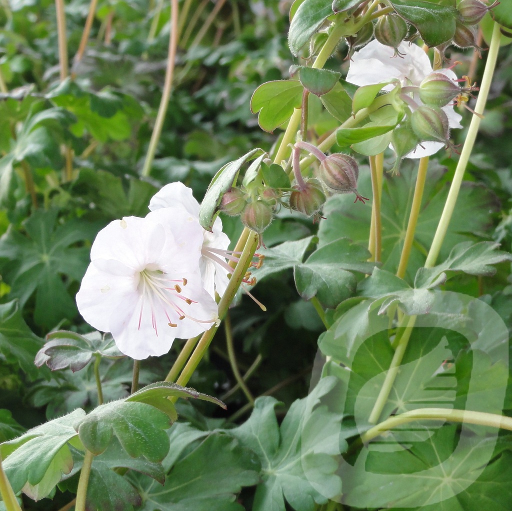 Geranium cant. 'Saint Ola'