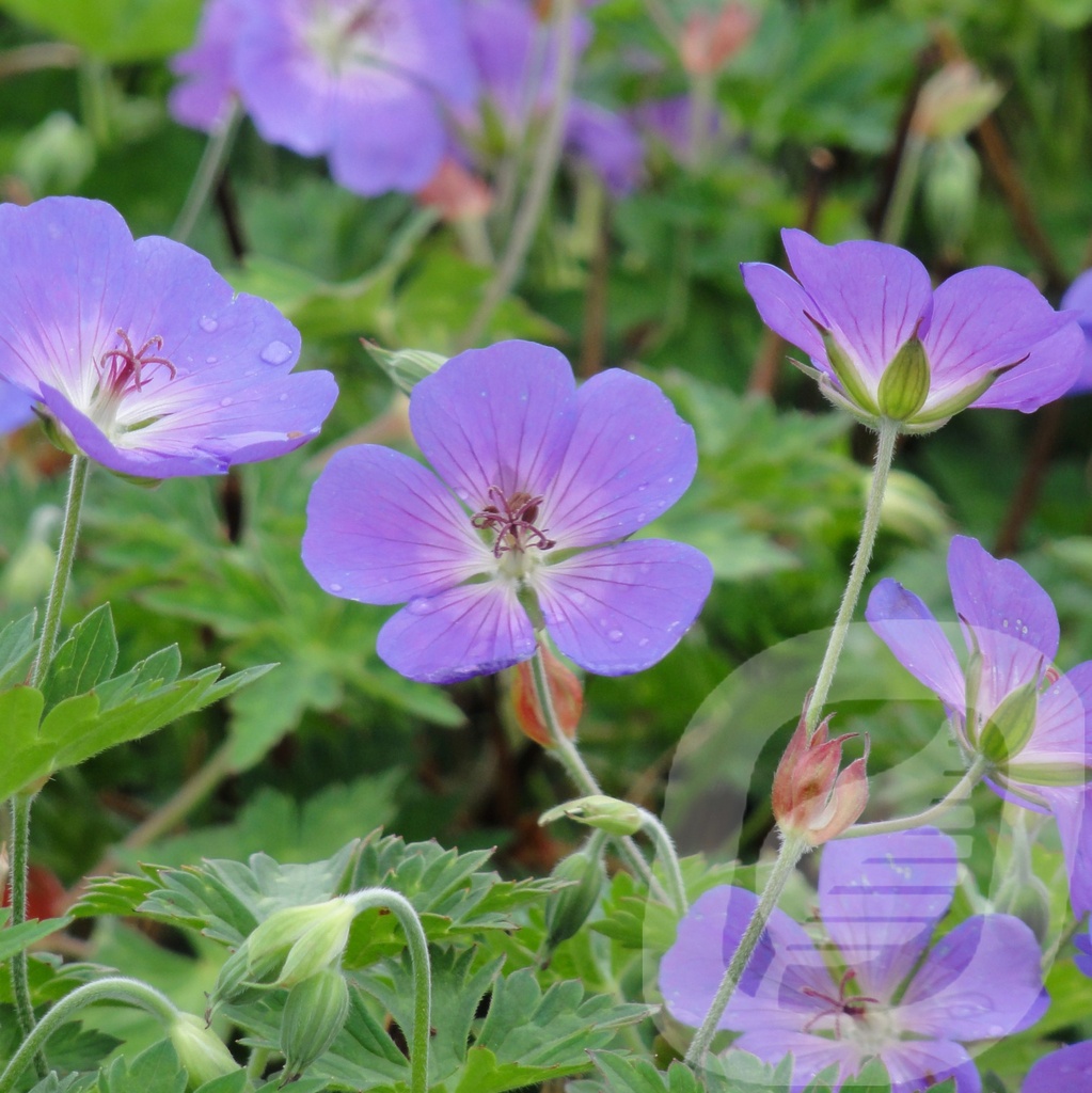 Geranium 'Rozanne'®