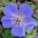 Geranium 'Rozanne'®