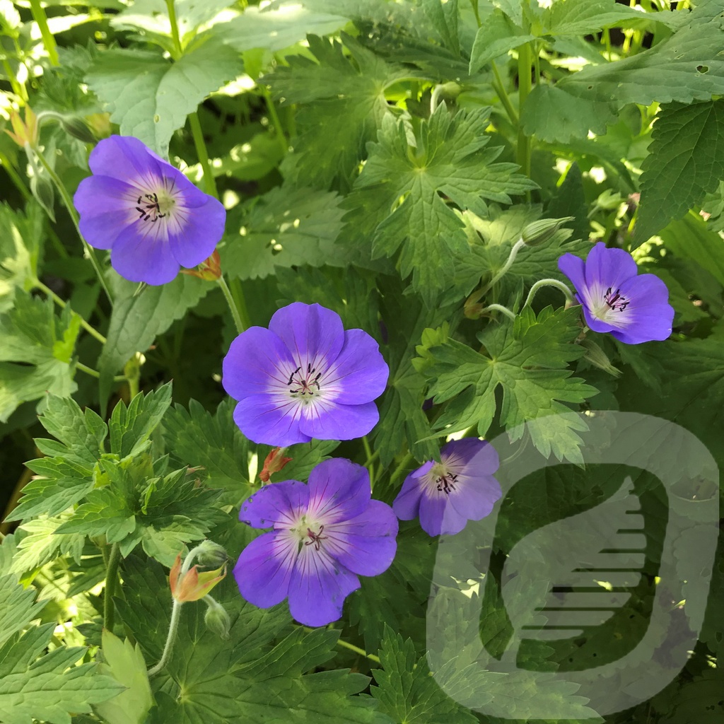 Geranium 'Rozanne'®