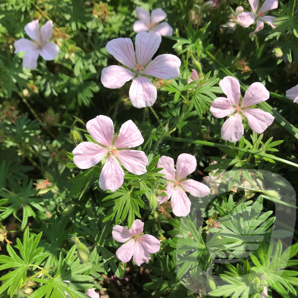 Geranium 'Pink Pouffe'®