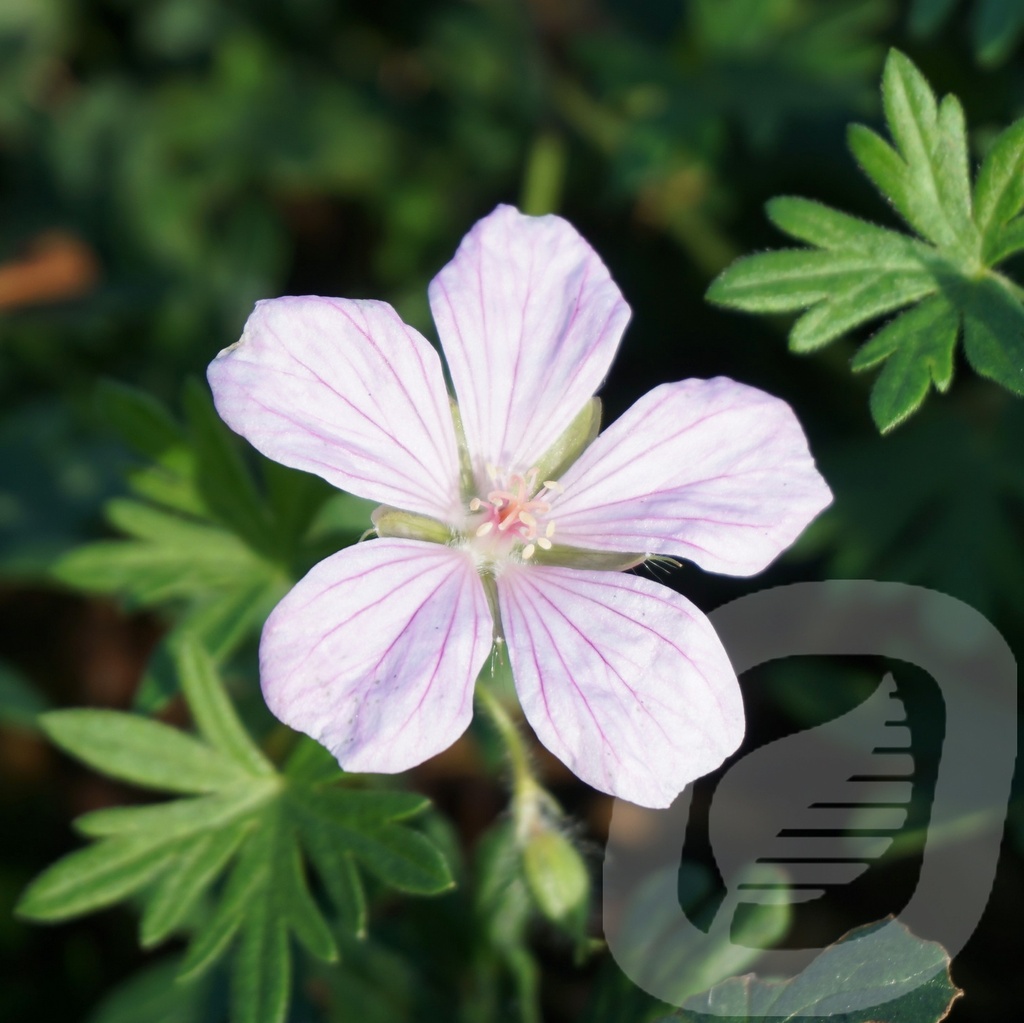 Geranium 'Pink Pouffe'®