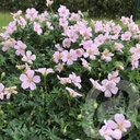 Geranium 'Pink Pouffe'®