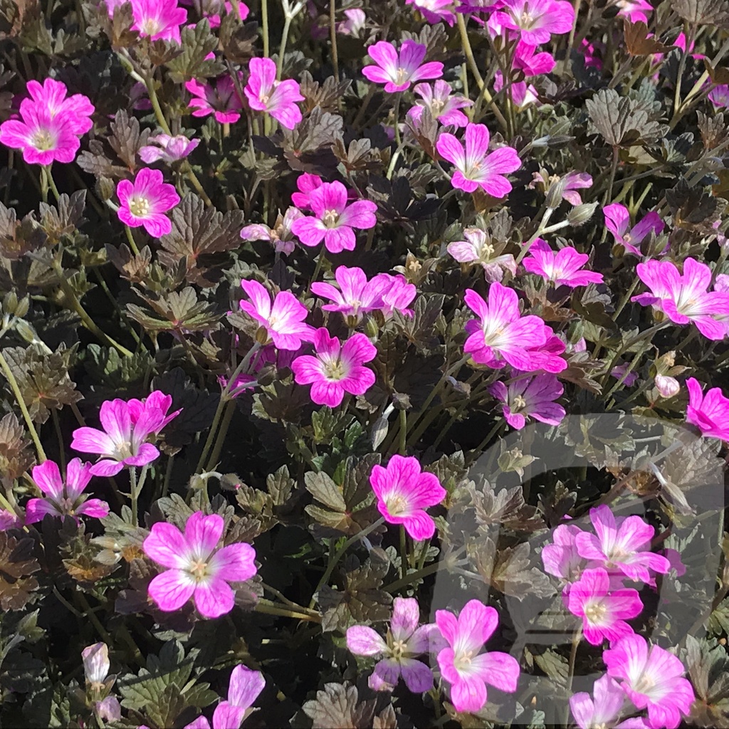 Geranium 'Orkney Cherry'®