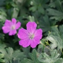 Geranium sang. 'Max Frei'