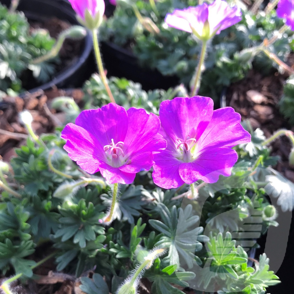 Geranium sang. 'Max Frei'