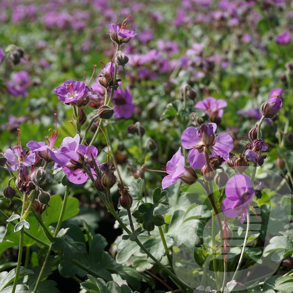 Geranium macrorrhizum